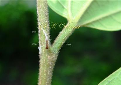  Stipule, Petiole and Leaf base